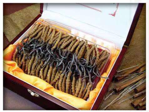 荣昌冬虫夏草回收